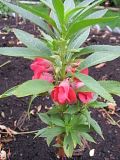 how do you revive new guinea impatiens